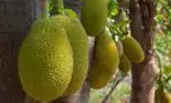 Descoperire incredibilă! Jackfruit, fructul care poate înlocui cu succes carnea