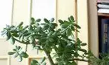 Aceasta este planta banilor. Ține-o în casă și vei avea numai de câștigat