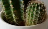 De ce nu e bine să ai cactuși în casă