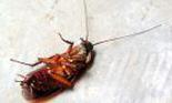 Consumul de insecte stimulează metabolismul și ar putea fi cheia pentru o pierdere mai rapidă în greutate