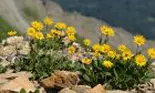 Arnica, planta care nu trebuie să îți lipsească în concediu