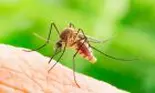 7 boli mortale pe care le transmit țânțarii
