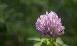 O nouă terapie anticancer
