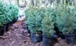 Ai brad natural la ghiveci de Crăciun? Uite cum îl plantezi în gradină, după sărbători