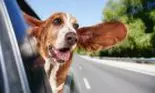 Vacanța cu animalul de companie. 7 sfaturi pentru ca mascota familiei să se simtă bine în timpul voiajului
