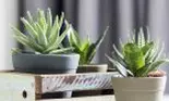 Planta pe care trebuie să o ai și tu în casă! Te va scăpa de multe neplăceri