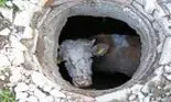 Prietenie fără frontiere – O vacă a fost salvată de la moarte de un câine maidanez