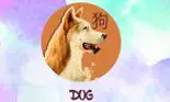 Horoscopul chinezesc 2019. Anul Porcului de Pământ pentru Zodia Câinelui