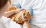 O tânără a paralizat după ce a mângâiat o pisică