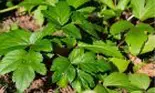 Această plantă japoneză ar putea încetini îmbătrânirea