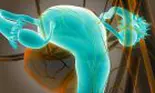 Ce presupune histerosonografia, procedura de investigare a trompelor uterine