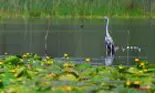 Spectacol de primăvară în Delta Dunării