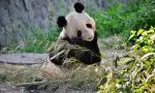 Cele mai frumoase grădini zoologice unde trebuie să mergi cu copiii