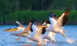 Delta Dunării – relaxare și aventuri în natură