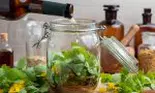 Acestea sunt plantele care vindecă bolile ficatului