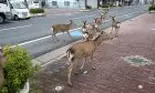 Exact ca-n filme: animalele au luat cu asalt orașele aflate în carantină