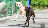 Fundația Speranța marchează Ziua Internațională a Animalelor inaugurând primul muzeu din România dedicat câinilor fără stăpân