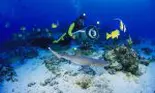 O nouă creatură marină se ascunde în ocean! Vezi cum arată în galeria foto