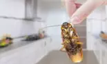 (P) Preţuri dezinsecţie Bucureşti la un nivel calitativ ireproșabil!