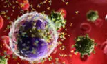 Shigella, virus stomacal periculos. Noi temeri legate de un focar de infecție