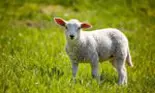 Cea mai bună carne de miel. Iată criteriile care te vor ajuta să alegi carnea potrivită