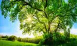 Arborele vieții – de ce să porți cu tine simbolul acestui element sacru