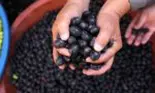 Dieta cu măsline. Te ajută să slăbești patru kilograme în doar cinci zile