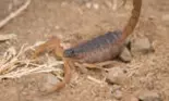 Caz șocant într-un supermarket din București: O angajată a fost înțepată de un scorpion