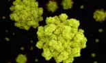 Un nou virus asemănător cu Covid-19 a fost descoperit la un liliac. Ridică temeri că ar putea infecta oamenii