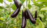 Vinetele, beneficii surprinzătoare pentru sănătate