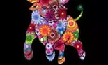 Horoscop chinezesc 2022: Boul