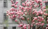 Cum se îngrijesc magnoliile