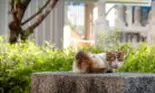 Un bărbat care a încercat să salveze o pisică a căzut în fântână
