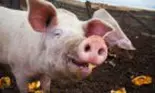 Medicii din China au reușit cu succes un transplant de rinichi de la porc la un om aflat în moarte cerebrală