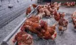 A apărut primul caz de deces din cauza gripei aviare, H5N2