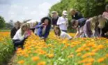 EXCLUSIV. Cum se fabrică celebrele produse Weleda! Am vizitat grădina de plante medicinale din Germania, un paradis de 23 de hectare