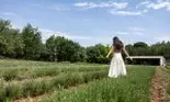 Drumul rozmarinului din câmp până la raft. Reportaj din Provence, locul în care începe povestea produselor pentru păr de la Weleda