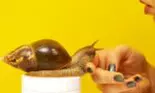 Mucus de melc. Beneficiile mucusului de melc