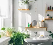 Cele mai bune plante pentru baie: combat mucegaiul și curăță aerul după duș