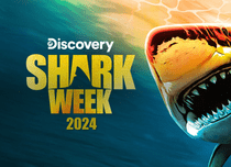 Shark Week 2024 începe la Discovery. Cel rol are John Cena și documentarele în premieră