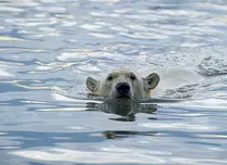 Documentarul „Sălbăticia Alaskăi” are premiera, duminică, la BBC Earth