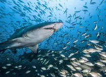 BBC Earth va difuza, în premieră, pe 12 iulie, documentarul „Rechinii” | FOTO
