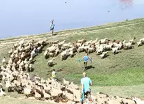 „Șerifii de România” ajung la stână