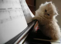 Vrei un profesor de pian? Două pisici sunt gata pentru prima lecţie!