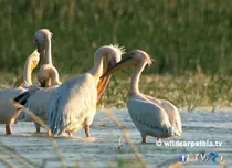 Episodul 2 al seriei "Wild Carpathia", sâmbătă, la TVR