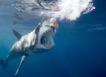 Postul Discovery difuzează “Săptămâna rechinilor” între 24 şi 30 august
