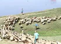 „Șerifii de România” ajung la stână