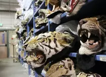 Premieră mondială la Discovery Channel: „Racing Extinction”