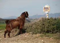 „Ferma vedetelor” se pregătește de start!