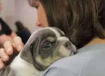 Nat Geo WILD anunță premiera „Animale la Urgență”